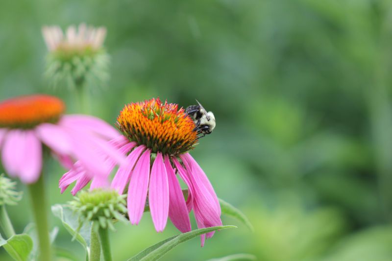 The Wild Corners Iowa Pollinators Can't Resist