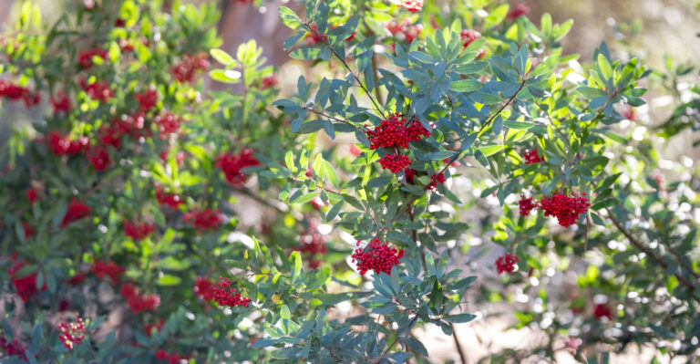 The Wildfire-Resistant Plants California Counties Are Now Recommending For Defensible Space