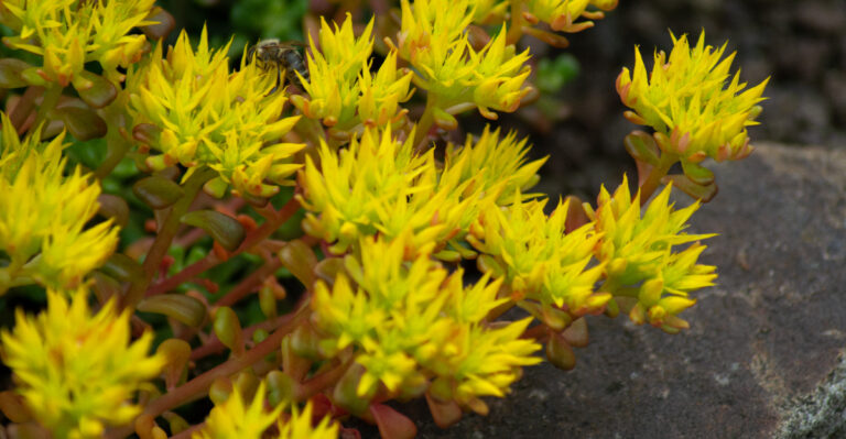 The Wildfire-Resistant Plants Oregon Homeowners Are Planting Around Their Homes Right Now