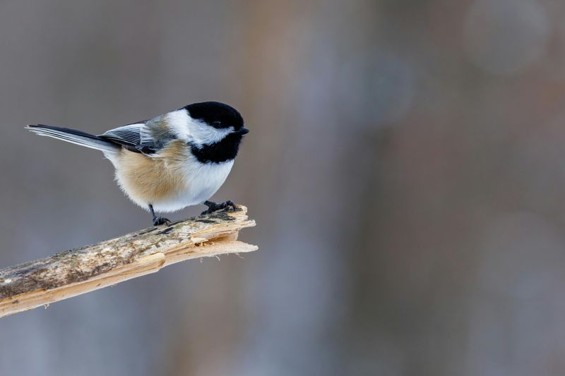 The Wildlife That Shows Up Once It Fills In The Wildlife That Shows Up Once It Fills In