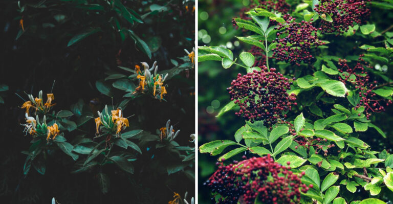 The Wisconsin Plants Repelling Fireflies And The Ones Bringing Them Back