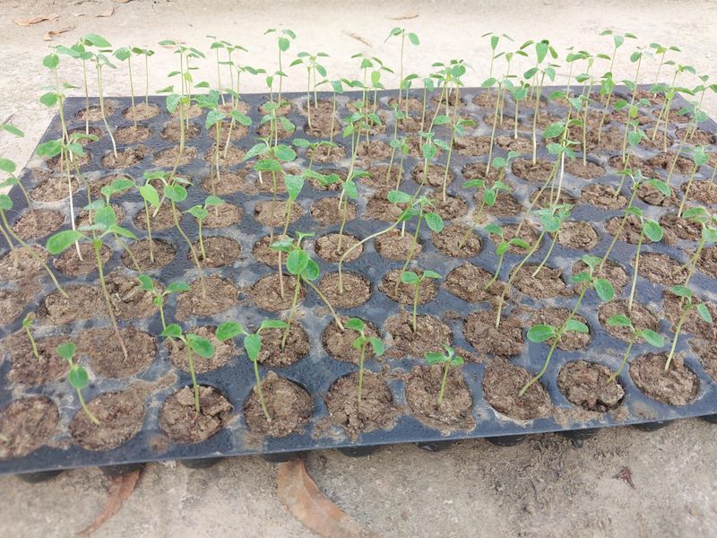 The Wrong Papaya Plant Struggles From Day One In Florida