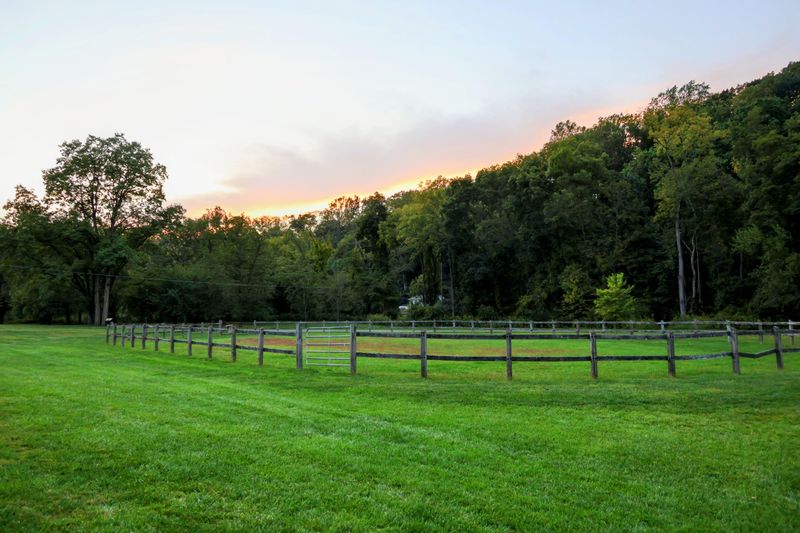 The Yard And Woods Edge
