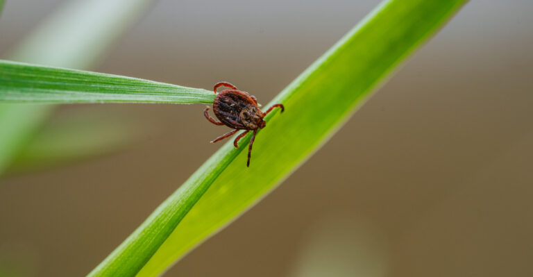 tick (featured image)
