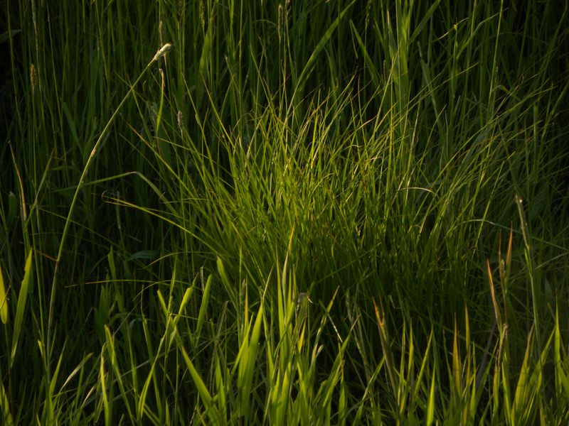 The Yard Conditions That Bring Fireflies In The Yard Conditions That Bring Fireflies In