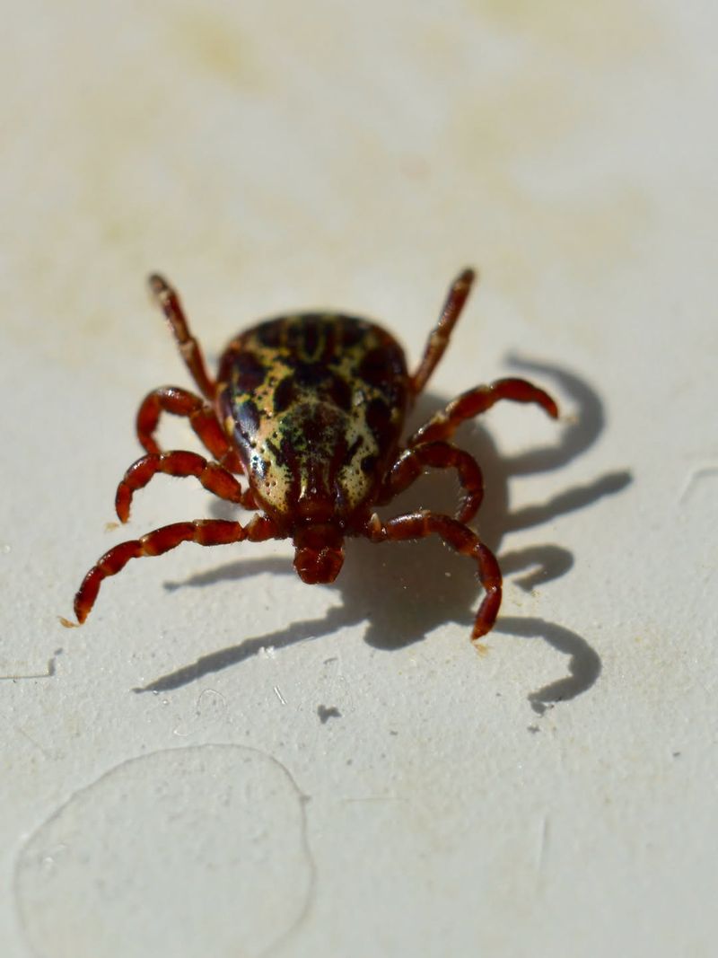 The Yard Features That Make Michigan Properties High-Risk Tick Zones