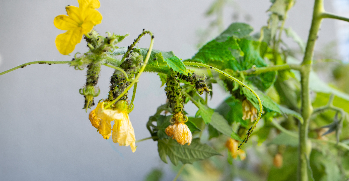 aphids