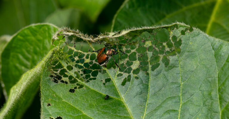 japanese beetle eating leaf