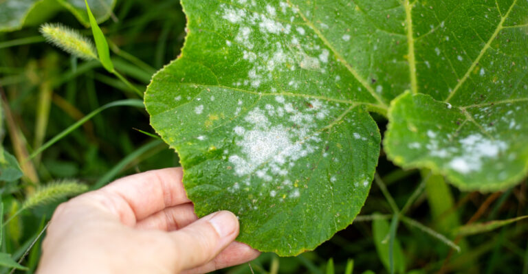 powdery mildew