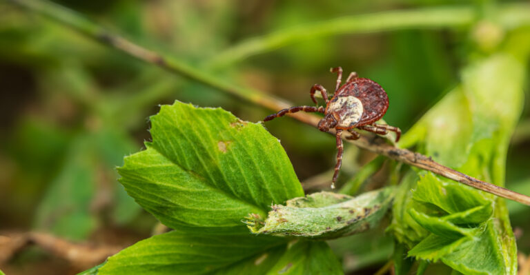ticks