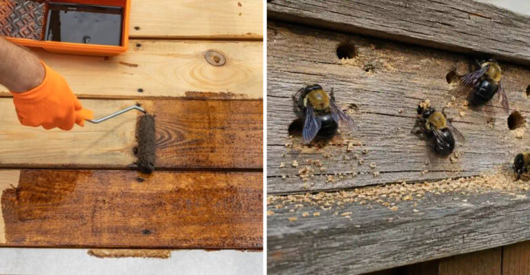 The Yard Mistakes That Make Carpenter Bee Problems Worse Around North Carolina Homes Every Year