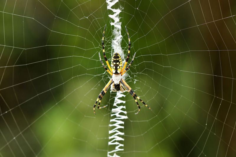 The Zigzag Pattern Makes This Spider Easy To Recognize