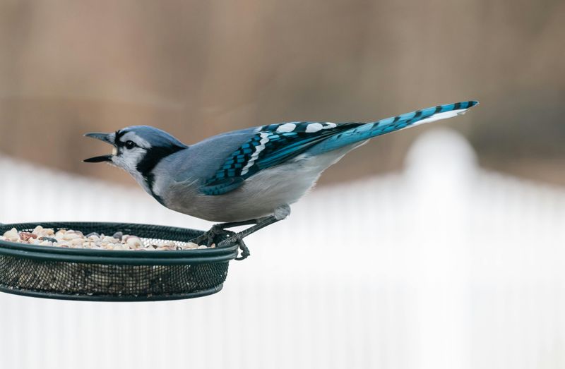 Their Behavior Around Other Backyard Birds Their Behavior Around Other Backyard Birds
