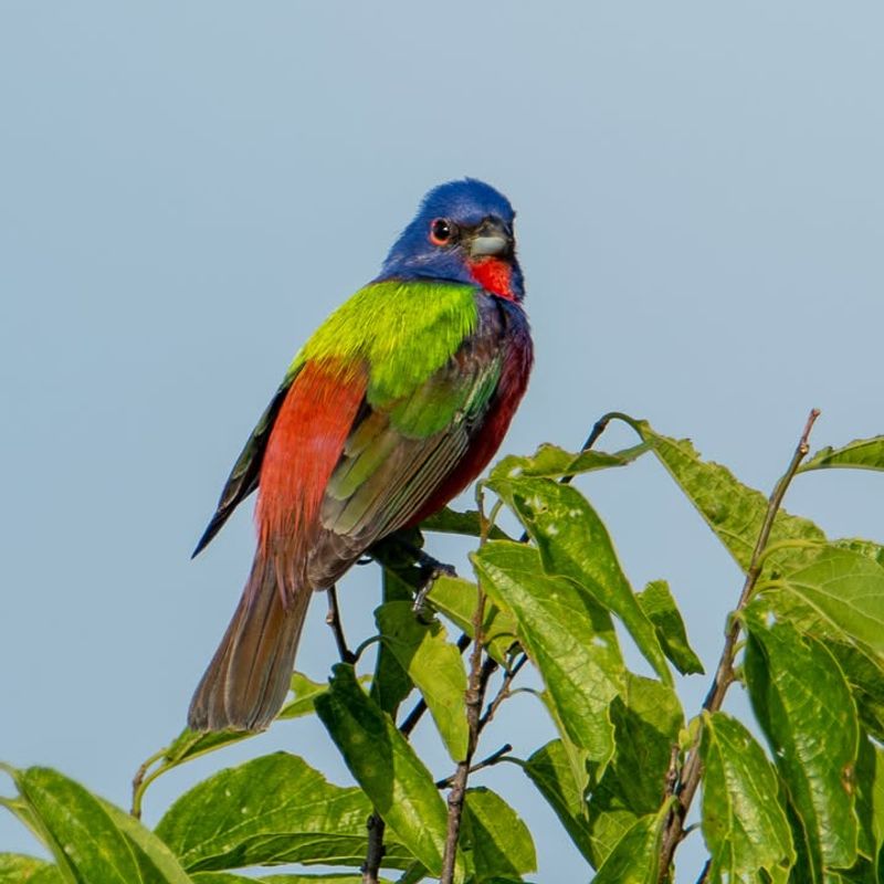 Their Bright Plumage Sets Them Apart Their Bright Plumage Sets Them Apart