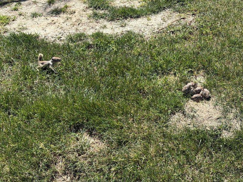 Their Burrows Move And Loosen Soil
