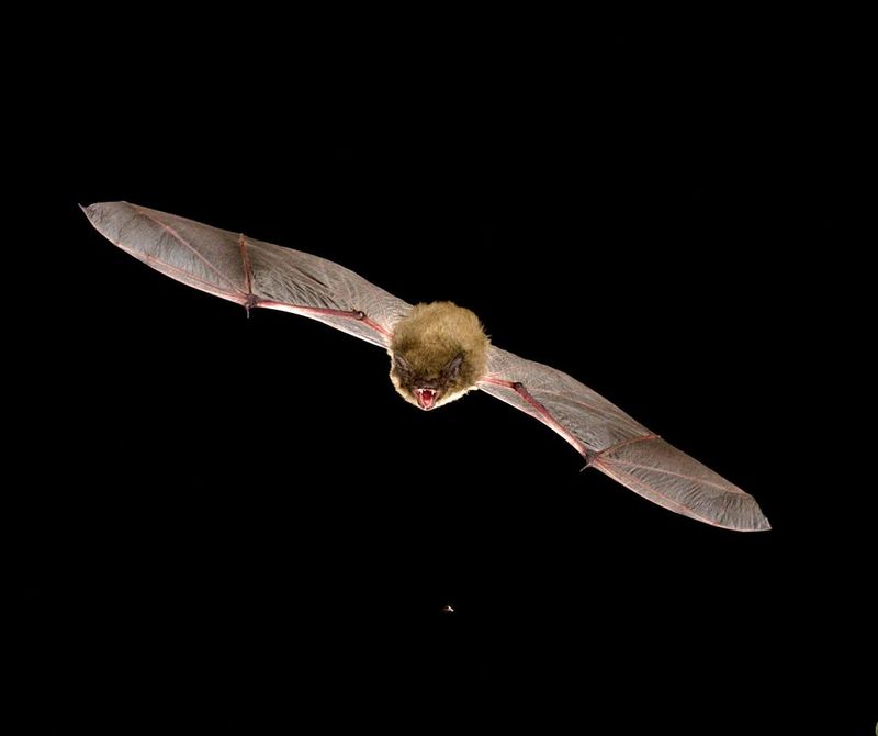 Their Pest Control Happens While Most Homeowners Sleep Their Pest Control Happens While Most Homeowners Sleep