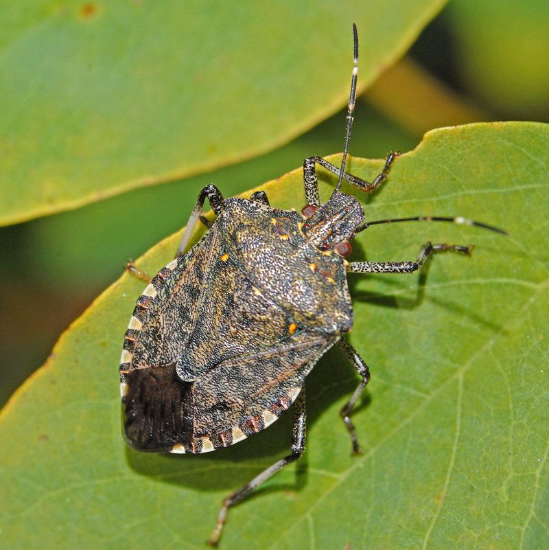 Their Presence Signals Active Garden Life Nearby