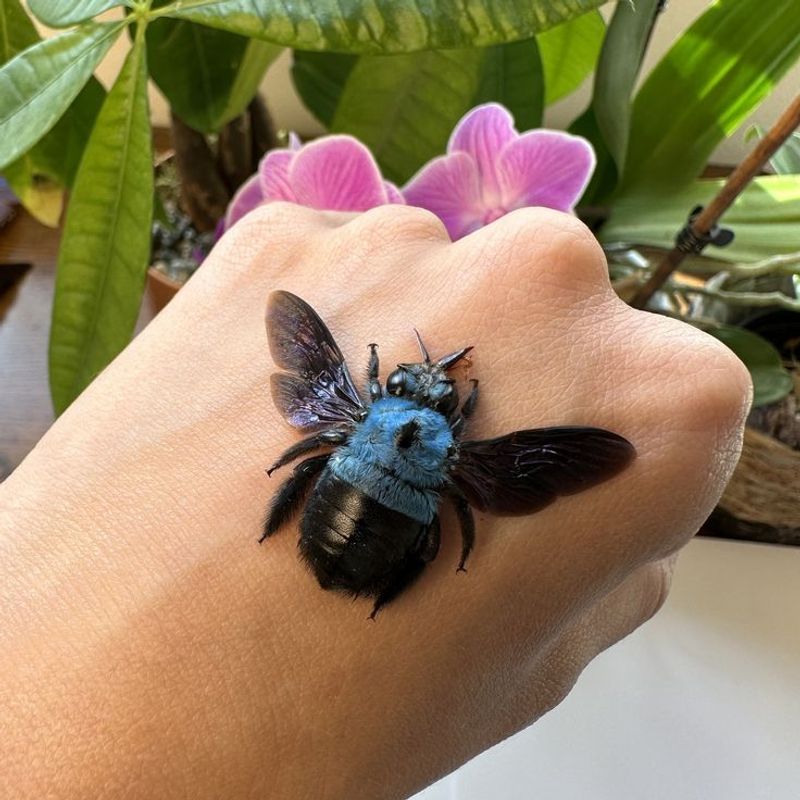 Their Presence Usually Means The Area Supports Pollinators