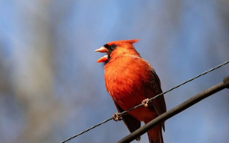 Their Song May Signal Territory Or Pair Bonding Their Song May Signal Territory Or Pair Bonding