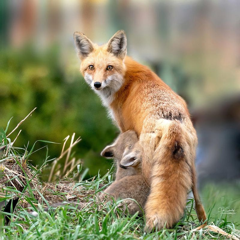 There Could Be A Den Nearby