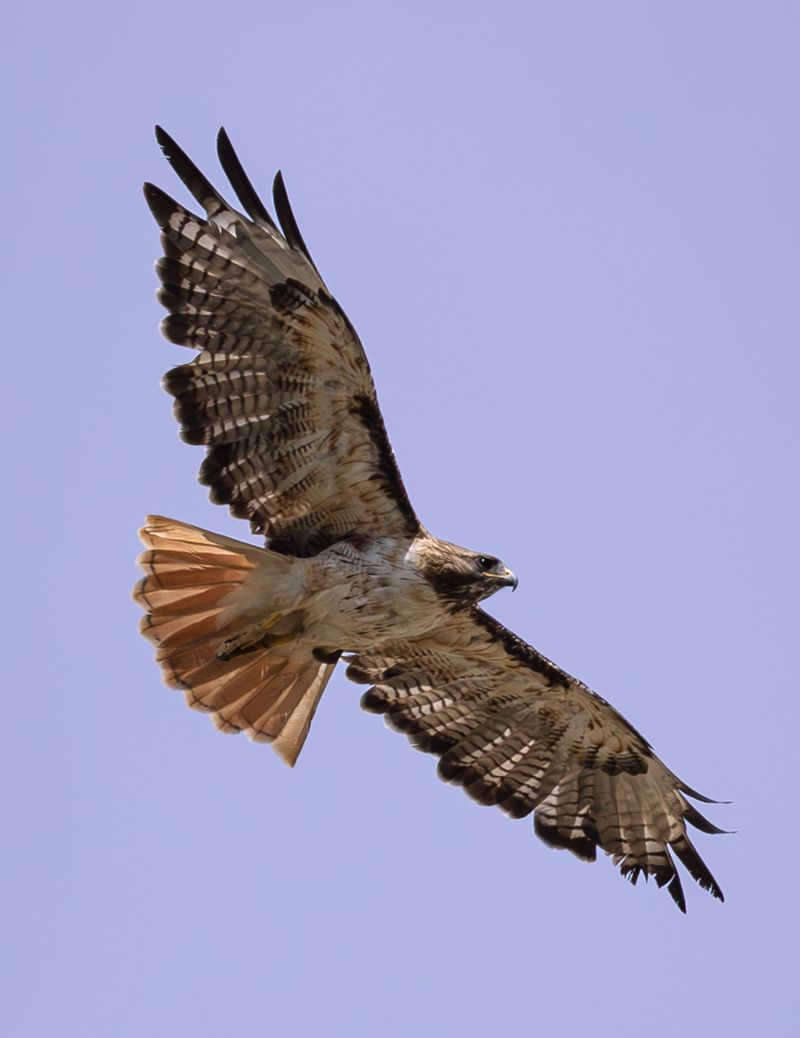 There Is Always A Reason When Hawks Fly Low And Circle