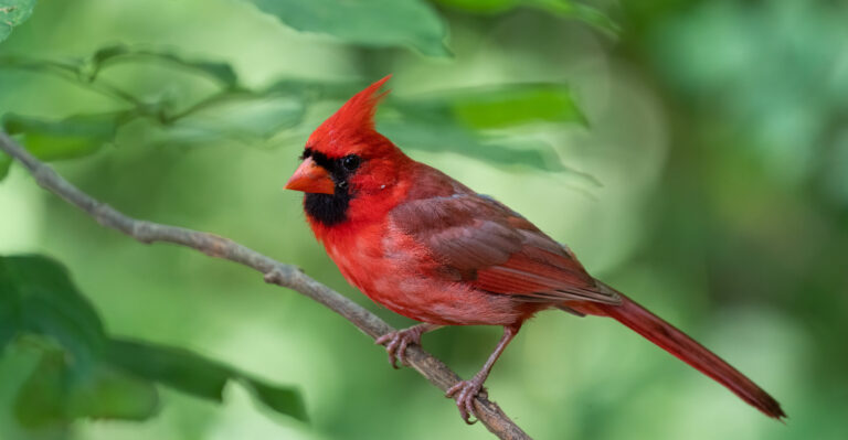There’s A Good Reason Cardinals Keep Coming To Your Delaware Yard