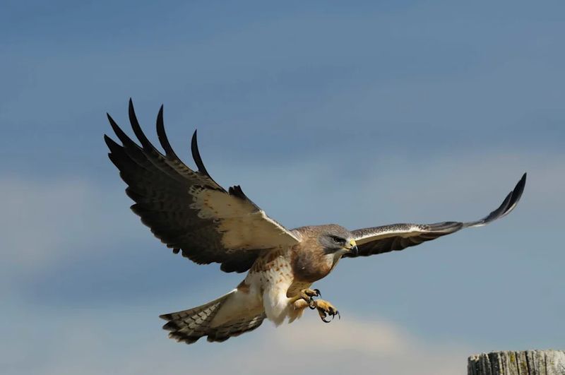 Thermals Can Let Hawks Circle Without Wasting Energy Thermals Can Let Hawks Circle Without Wasting Energy