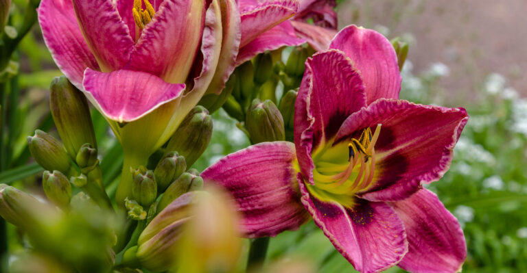 These 10 Cheap Plants Make Oregon Yards Look Professionally Landscaped