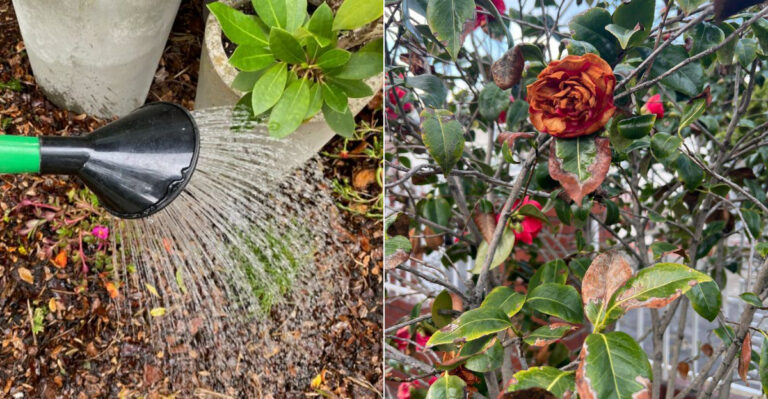 These 10 Gardening Myths Waste Money In Oregon Every Season