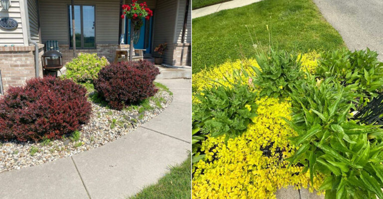These 10 Oregon Garden Plants Are Being Quietly Replaced And Most Gardeners Don’t Know Why