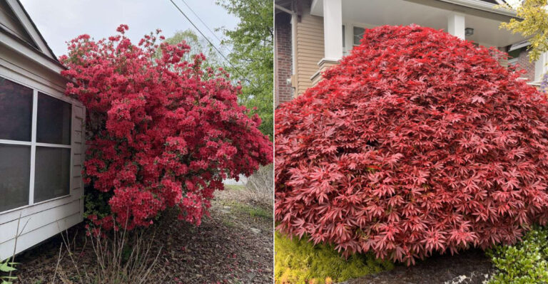 These 10 Plants Help Hide Ugly Corners In Oregon Yards