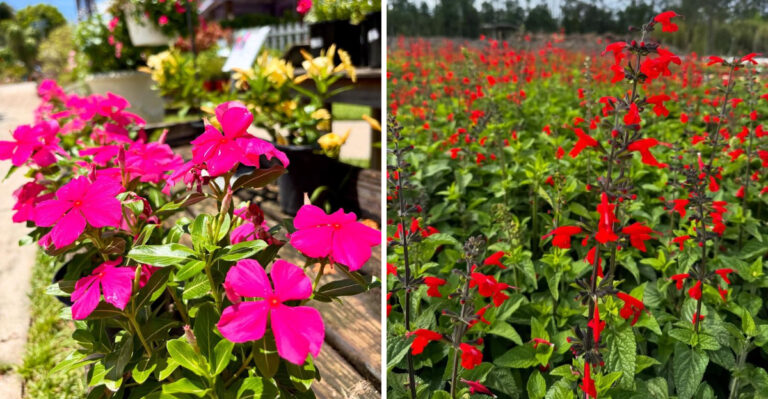 These 7 Flowering Plants Outlast Marigolds In Florida Summer Gardens