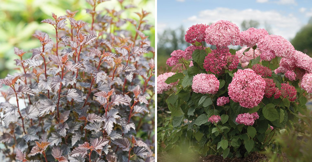 ninebark and smooth hydrangea