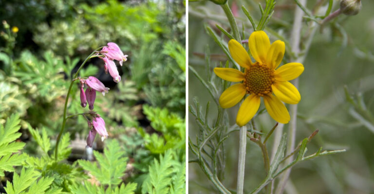 These 7 Oregon Native Perennials Grow So Thick Weeds Barely Get A Chance