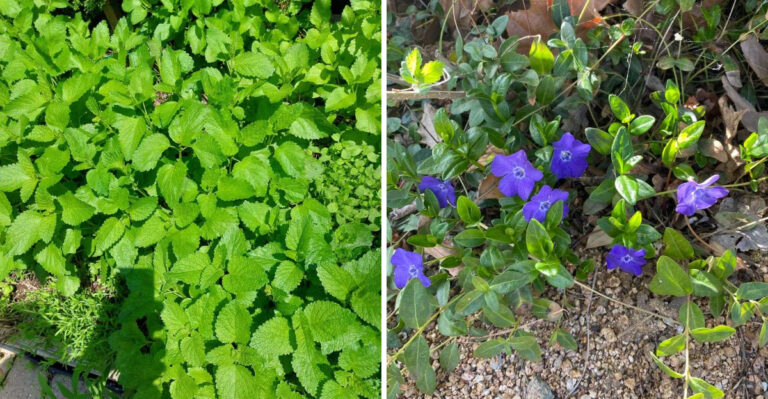 These 7 Popular Oregon Plants Can Spread Faster Than Your Yard Can Handle