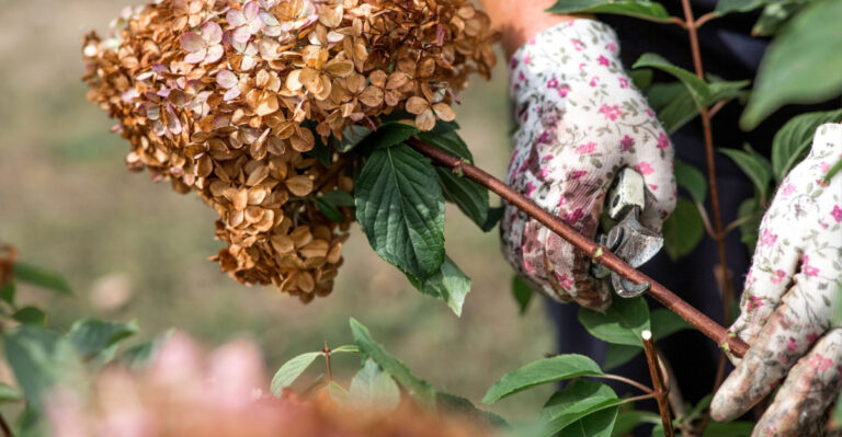 These 7 Pruning Mistakes Are Keeping Your Hydrangeas From Blooming
