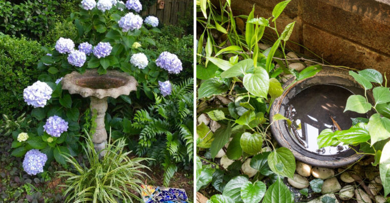 These 8 Arizona Birdbath Habits Are Making Your Mosquito Problem So Much Worse