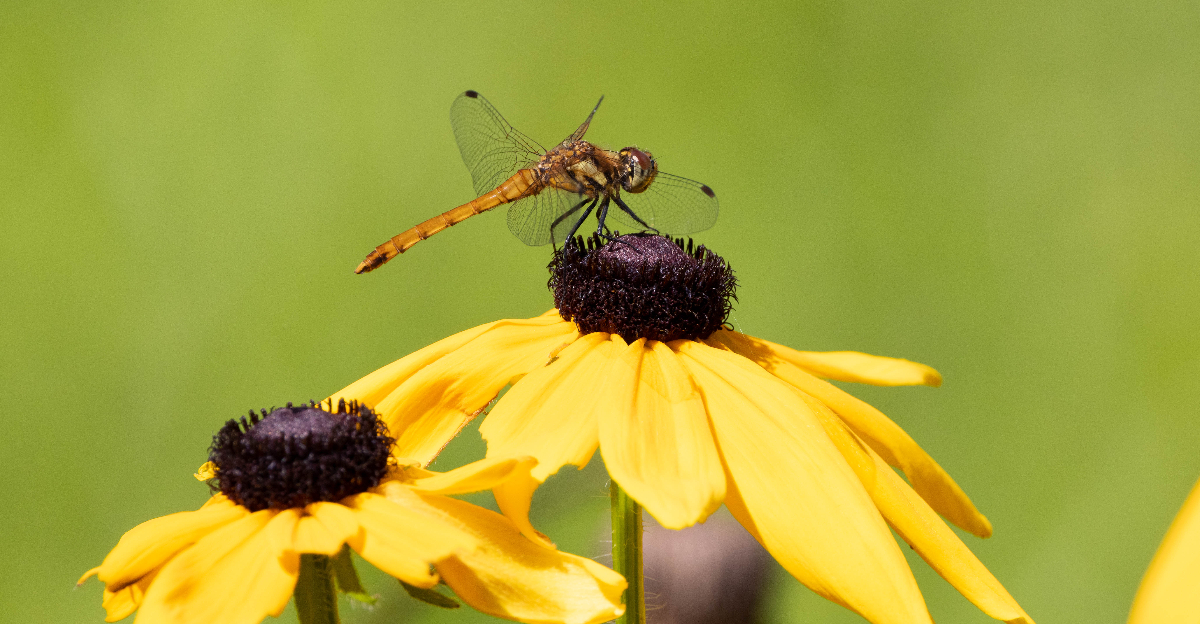 Image Credit: © Hawk777 / Shutterstock