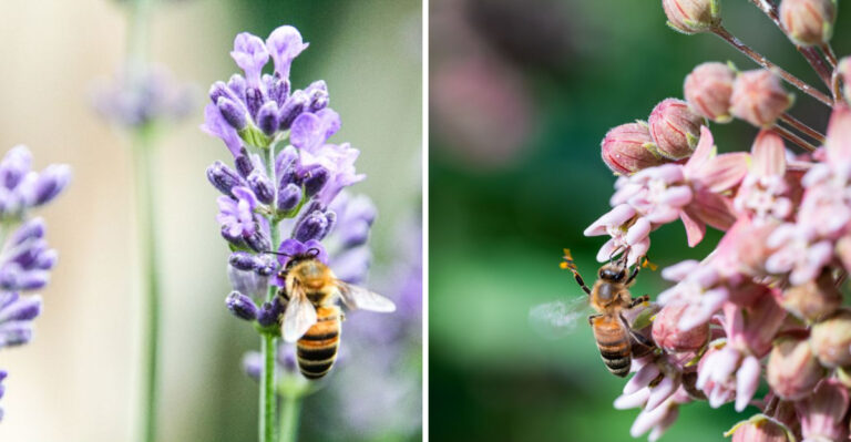These 8 Illinois Blooms Are Buzzing With Bee Activity Right Now
