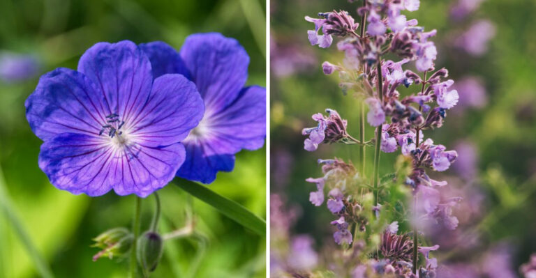 These 8 Indiana Perennials Give You Months Of Color And Almost Never Need Dividing