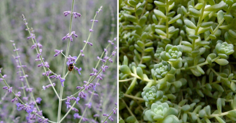 These 8 Low-Water Plants Thrive In Missouri’s Hot Summers