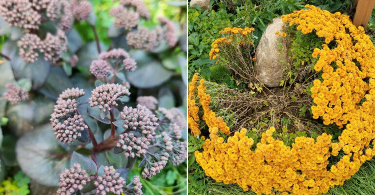These 8 Oregon Perennials Need Pinching Now For More Flowers Later