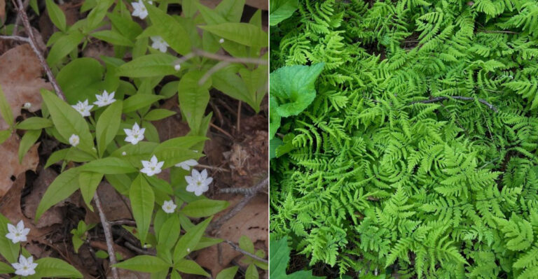 These 8 Plants Help Fill Bare Spots Under Oregon Trees