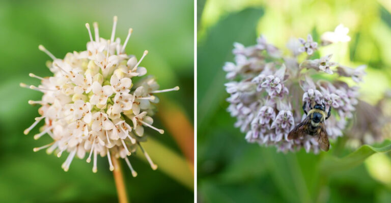 These 8 Plants Keep Fireflies Coming Back To Indiana Yards