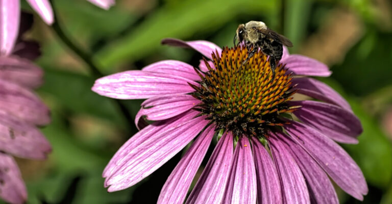 These 8 Plants May Help Redirect Carpenter Bees Away From Wood In North Carolina