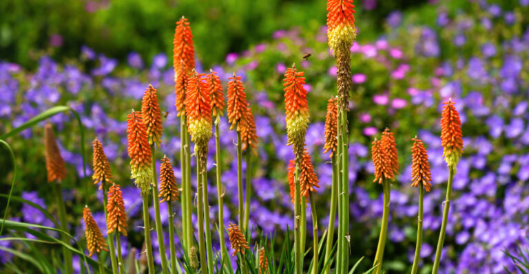 These 8 Plants Thrive Where Oregon Summers Get Hotter