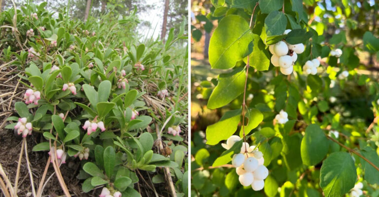 These 8 Southern Oregon Shrubs Keep Looking Good In Summer Heat