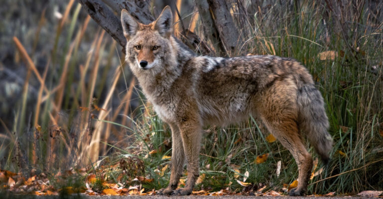 These 8 Things In Your Oklahoma Yard Attract Coyotes