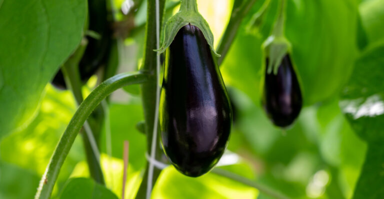 These 8 Tips Helps Eggplant Survive Missouri’s Brutal Summer