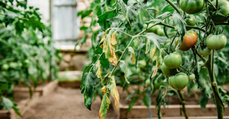 These 8 Tomato Problems All Start With Wrong Watering